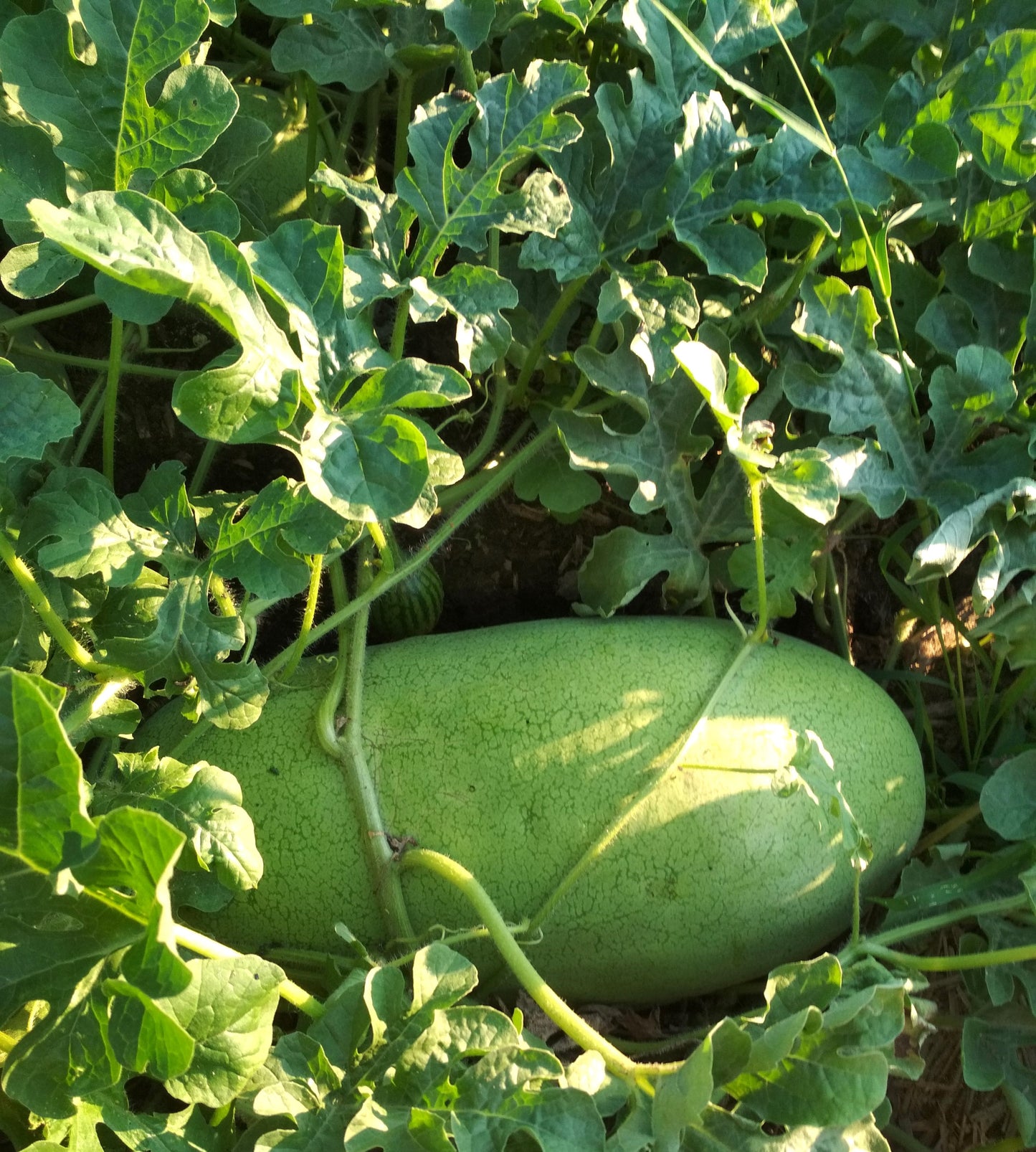 50 Charleston Gray Watermelon (Citrullus Lanatus) Seeds