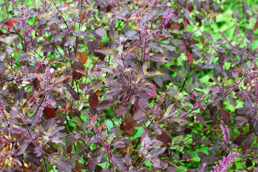 200 Purple Krishna Tulsi/Holy Basil (Ocimum Sanctum Tenuiflorum) Seeds