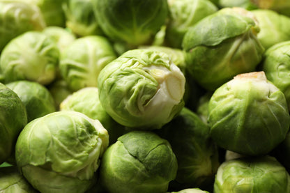 1000 Long Island Improved Brussels Sprouts (Brassica Oleracea Gemmifera) Seeds