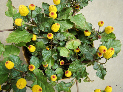 100 Toothache Plant (Spilanthes Oleracea) Seeds