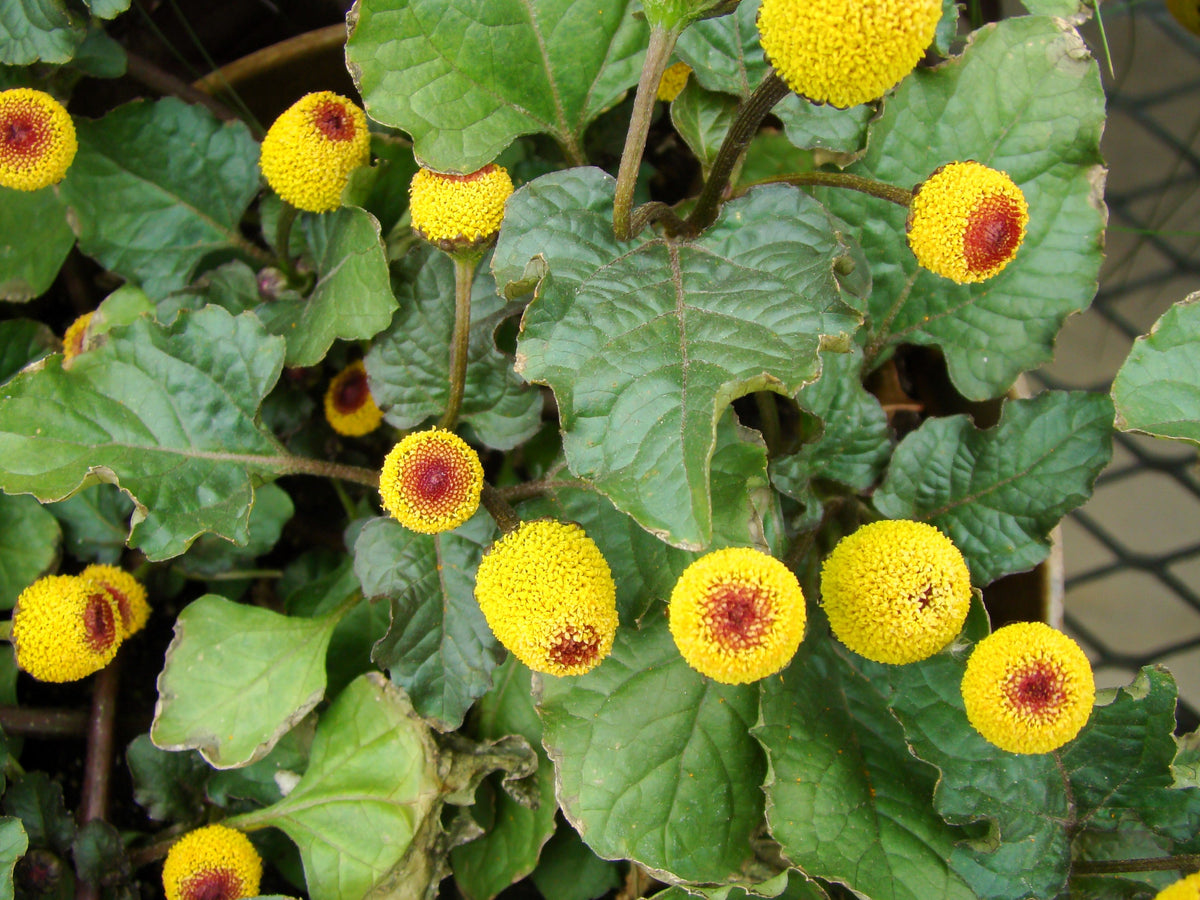 100 Toothache Plant (Spilanthes Oleracea) Seeds