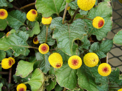 100 Toothache Plant (Spilanthes Oleracea) Seeds