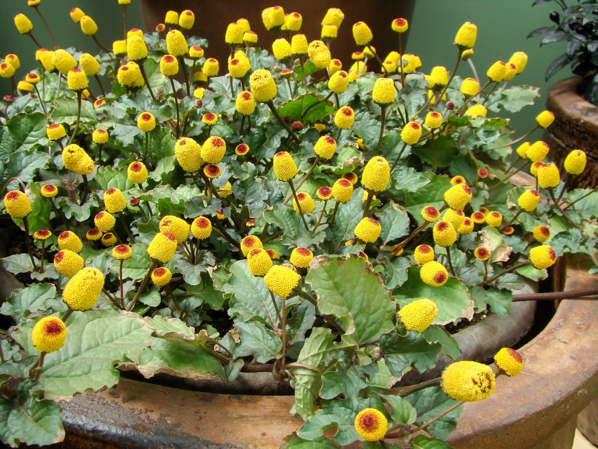 100 Toothache Plant (Spilanthes Oleracea) Seeds