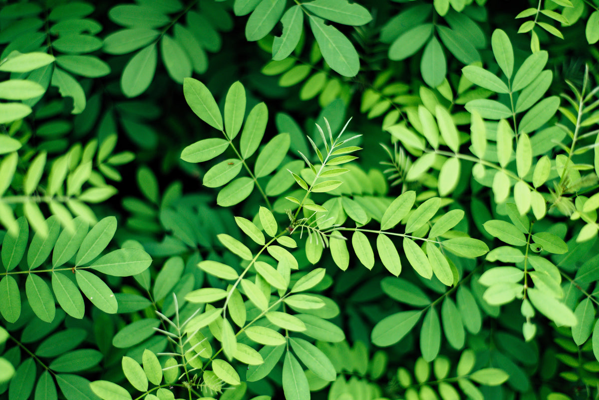 True Indigo (Indigofera tinctoria) Seeds – 50 ct