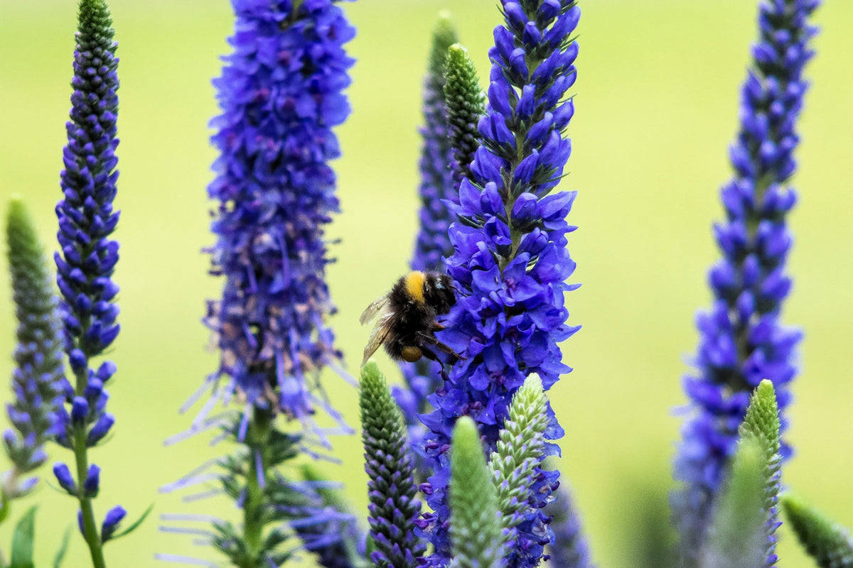 200 BLUE BOUQUET VERONICA Spicata Spike Speedwell Herb Flower Seeds
