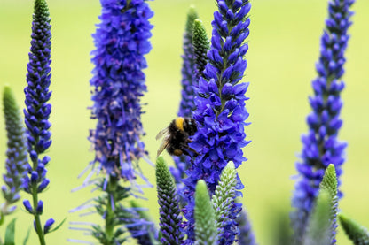 200 BLUE BOUQUET VERONICA Spicata Spike Speedwell Herb Flower Seeds