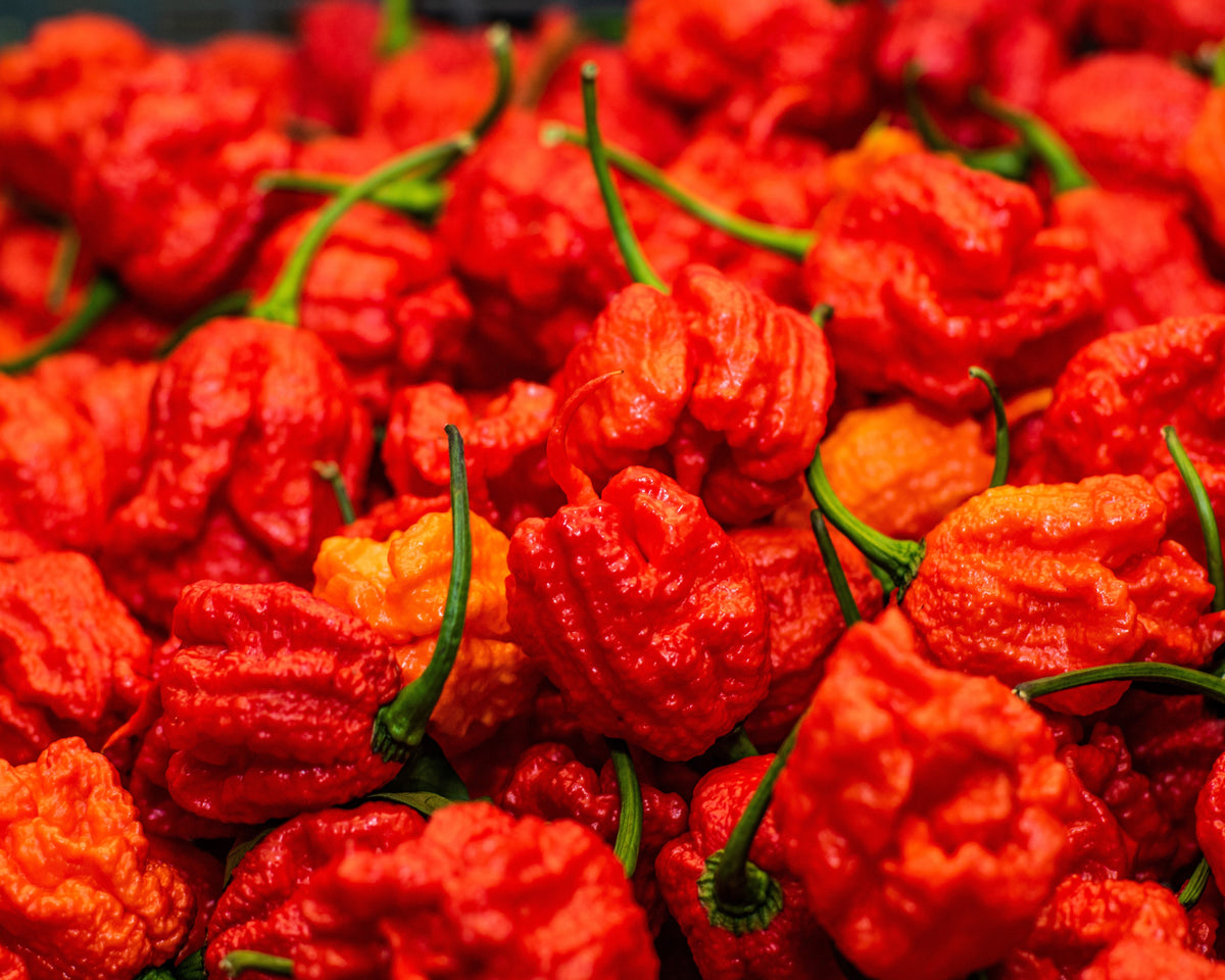 10 Red Carolina Reaper Pepper (Capsicum Chinense) Seeds