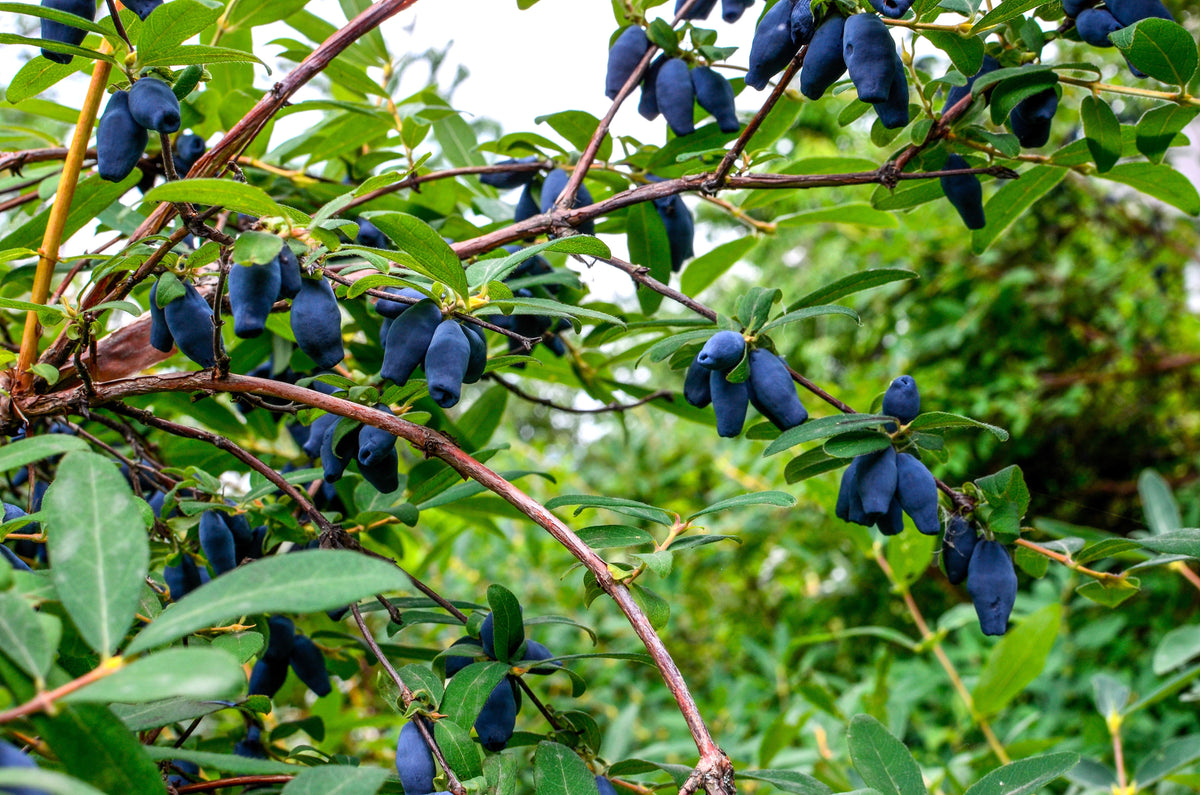 Honeyberry (Lonicera caerulea) Seeds – 30 ct