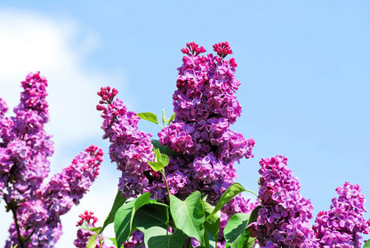 25 French Lilac (Syringa Vulgaris) Seeds