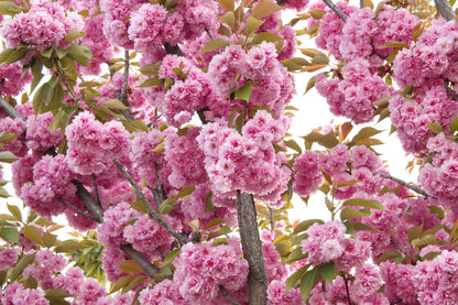 Japanese Flowering Cherry (Prunus serrulata) Seeds – 10 ct