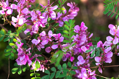 True Indigo (Indigofera tinctoria) Seeds – 50 ct