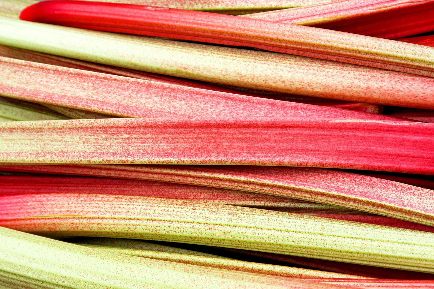 25 Glaskins Perpetual Rhubarb /Pieplant (Rheum Rhabarbarum) Seeds