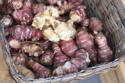 20 Jerusalem Artichoke/Sunchoke Sunroot (Helianthus Tuberosus) Seeds