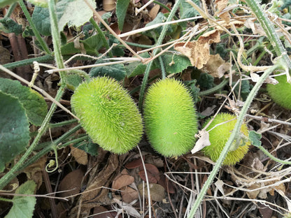 10 Wooly Bear Gourd (Cucumis Dipsaceus) Seeds