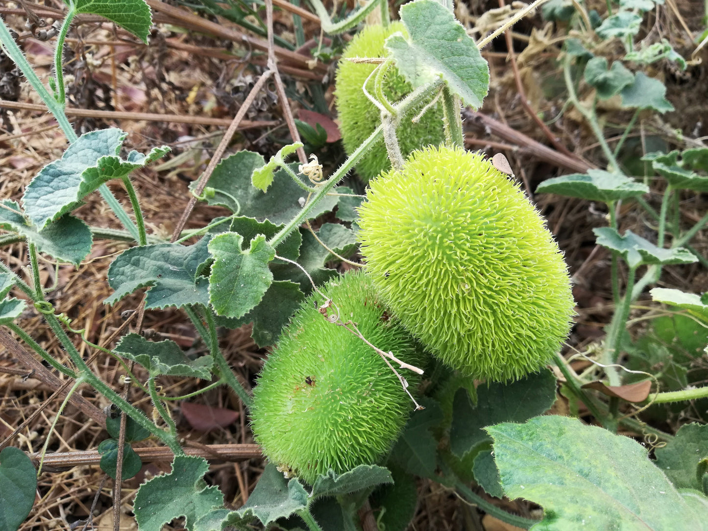 10 Wooly Bear Gourd (Cucumis Dipsaceus) Seeds
