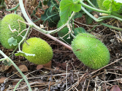 10 Wooly Bear Gourd (Cucumis Dipsaceus) Seeds