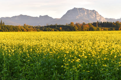 1000 BROWN MUSTARD Brassica Juncea Vegetable Herb Seeds