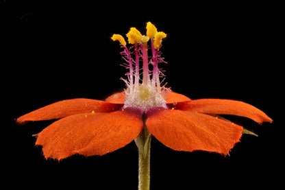 100 Scarlet Pimpernel (Adders Eyes; Anagallis Arvensis) Seeds