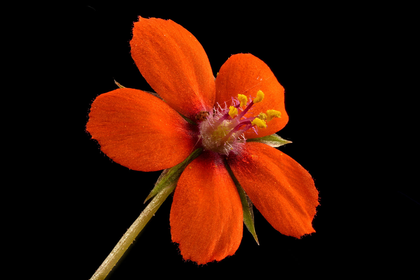 100 Scarlet Pimpernel (Adders Eyes; Anagallis Arvensis) Seeds
