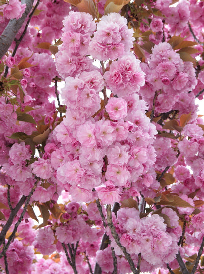 Japanese Flowering Cherry (Prunus serrulata) Seeds – 10 ct