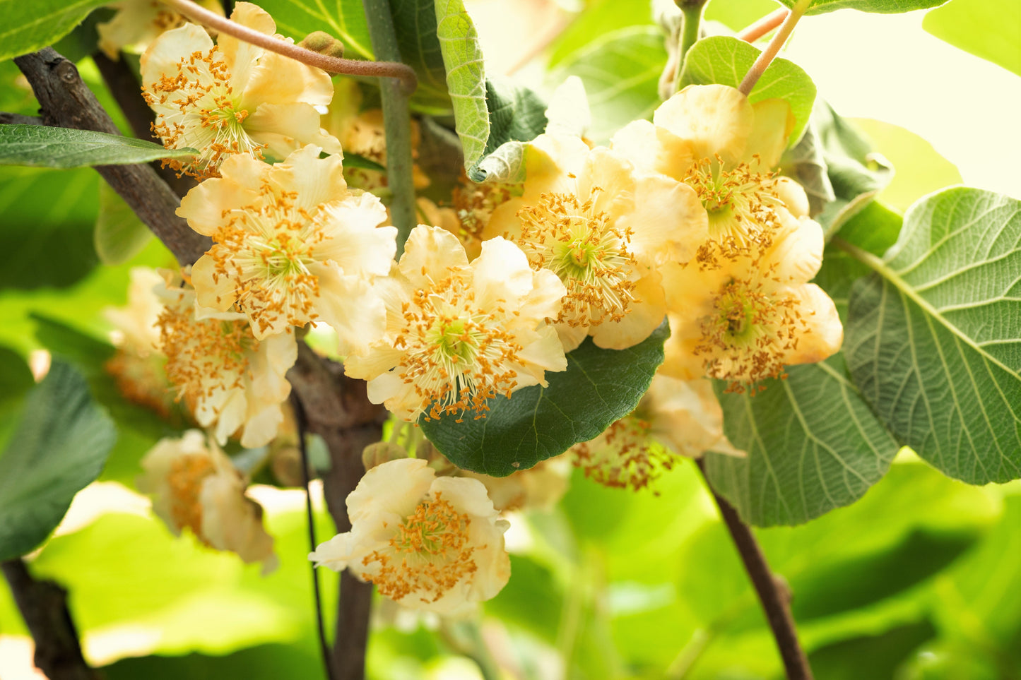 100 Kiwi Fruit (Kiwi Actinidia) Seeds