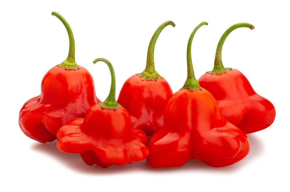 50 Sambuchi Pepper (Capsicum Baccatum) Seeds