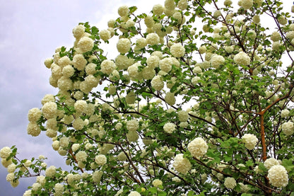 30 EUROPEAN CRANBERRY / SNOWBALL Tree Guelder Rose Viburnum Opulus Red Fruit White Flower Seeds