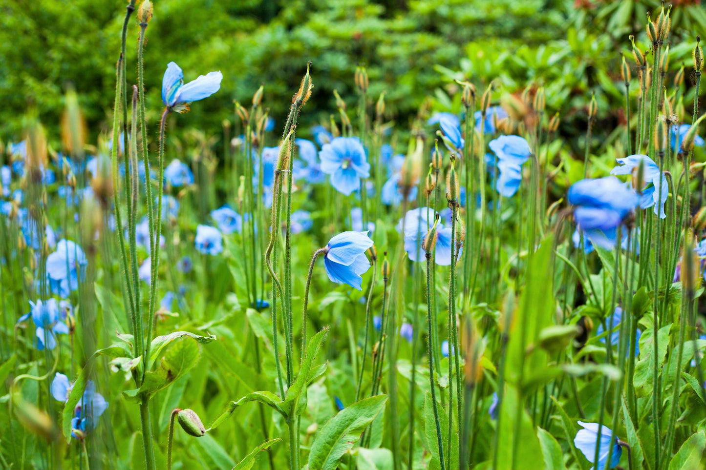 10 Blue Himalayan Poppy (Meconopsis Betonicifolia) Seeds