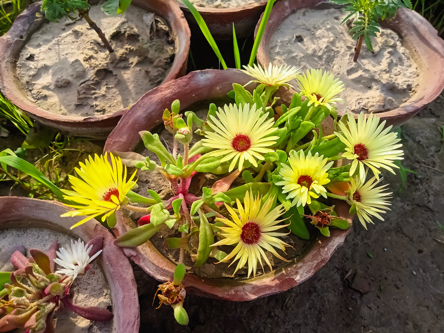 100 Gelato Yellow Ice Plant (Dorotheanthus Bellidiformis) Seeds