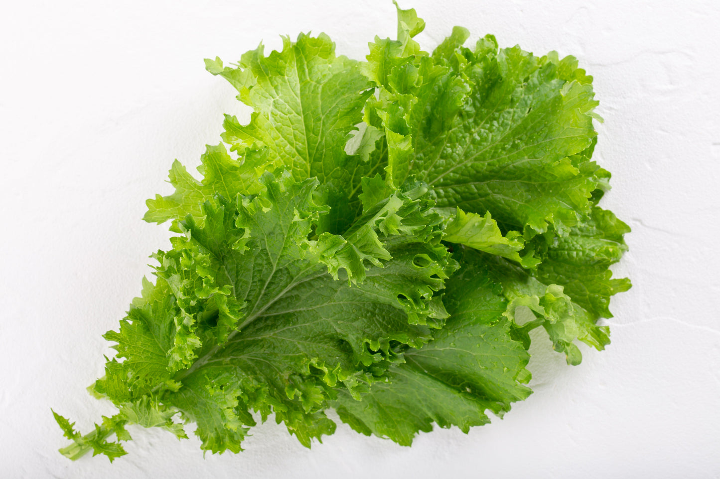 3000 Southern Giant Curled Mustard (Brassica Juncea) Seeds