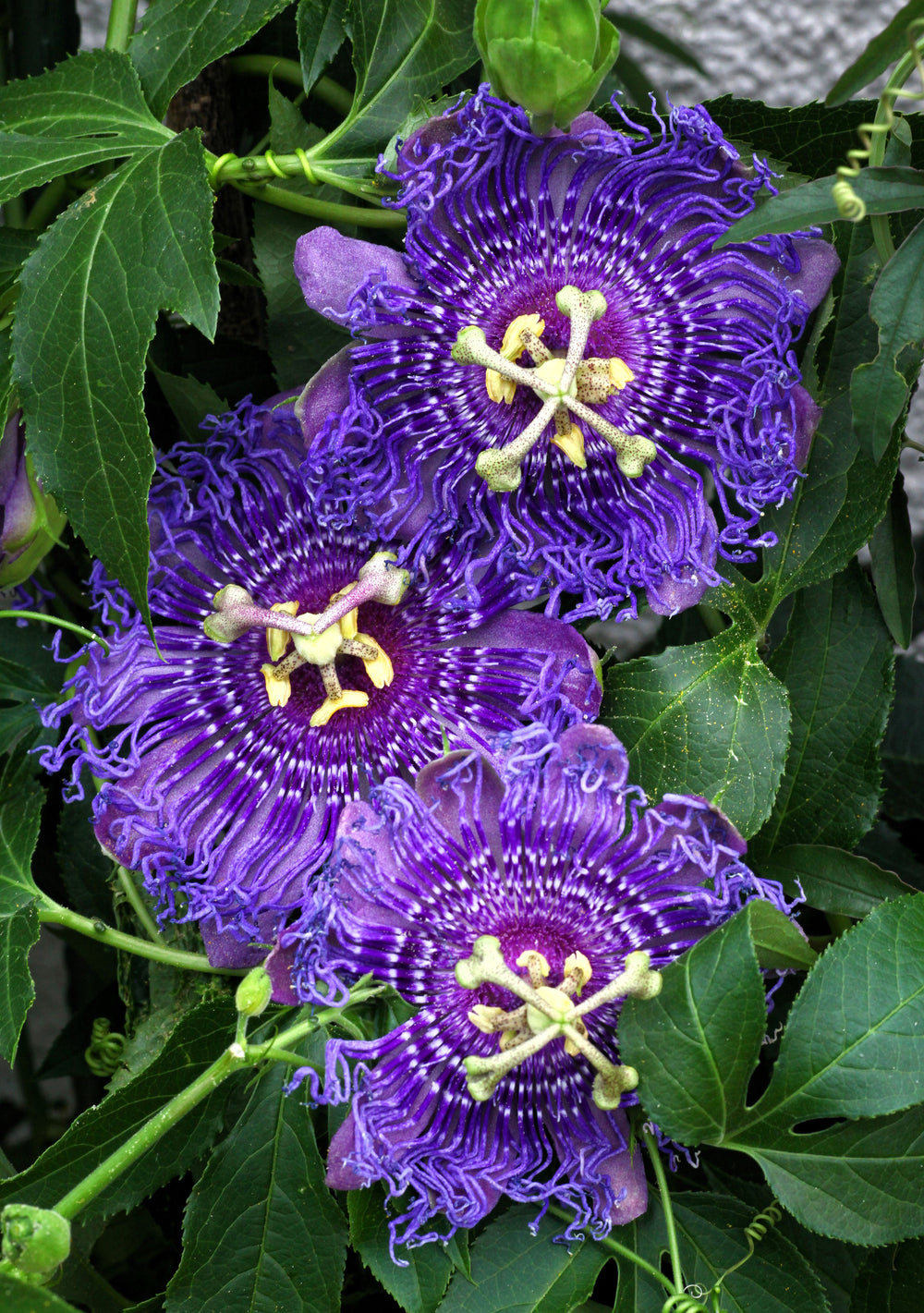 10 Purple Passion Flower (Granadilla Passiflora Incarnata) Seeds