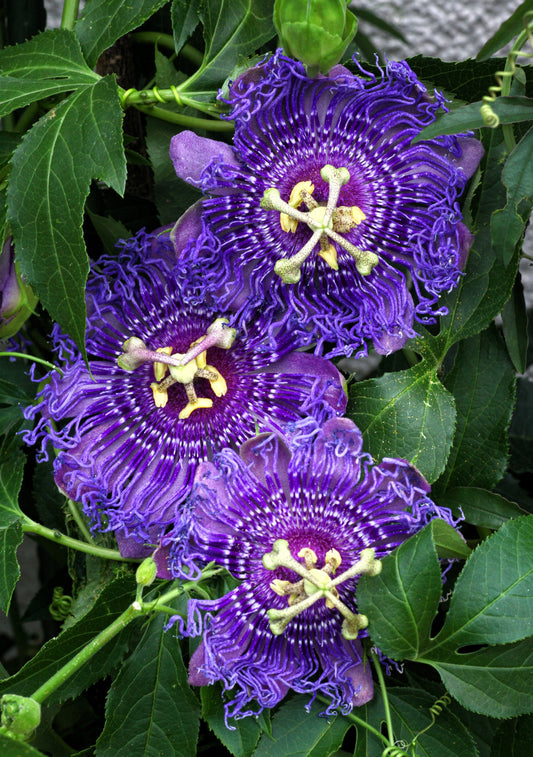 10 Purple Passion Flower (Granadilla Passiflora Incarnata) Seeds
