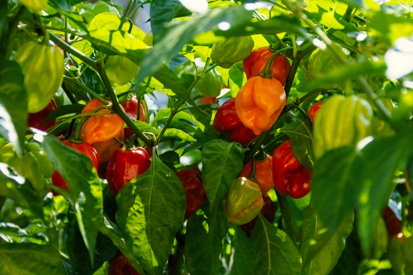 50 Red Habañero Pepper (Capsicum Chinense) Seeds