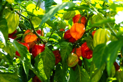 Mixed Habanero Pepper (Capsicum chinense) Seeds – 50 ct