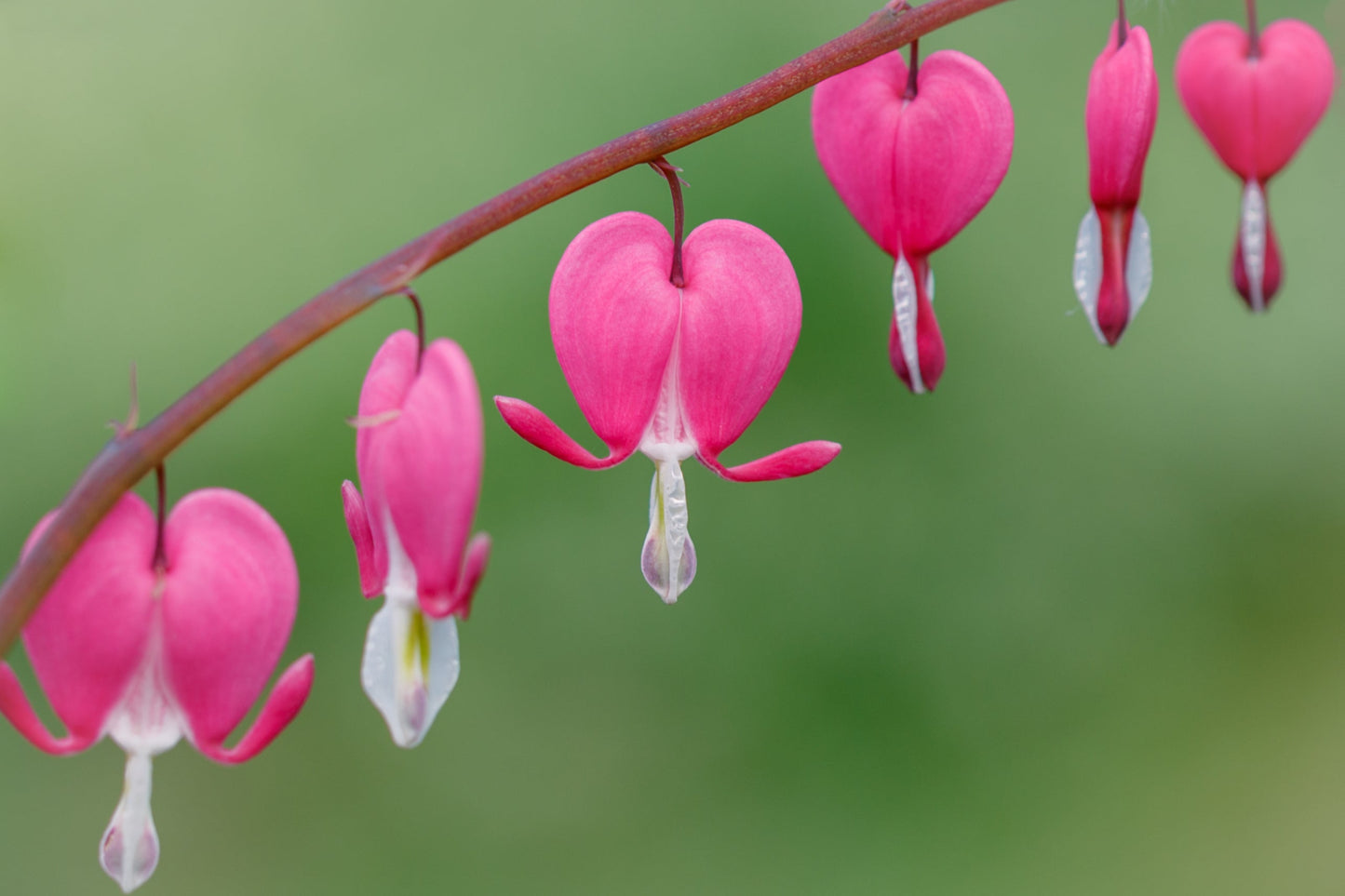 10 Bleeding Heart (Dicentra Formosa) Seeds
