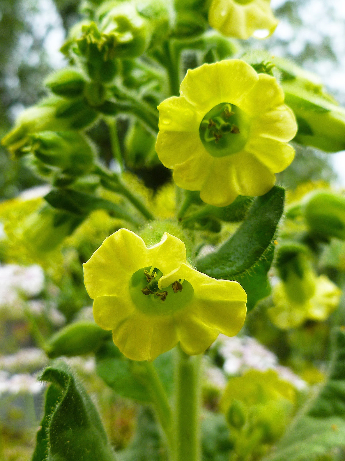 Aztec Tobacco (Nicotiana rustica) Seeds – 250 ct