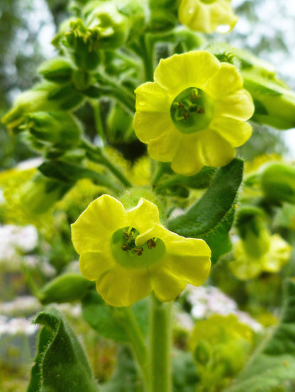 Aztec Tobacco (Nicotiana rustica) Seeds – 250 ct