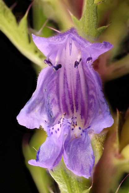 50 Purple False Dragon Head (Obedient Plant; Dracocephalum Moldavica) Seeds
