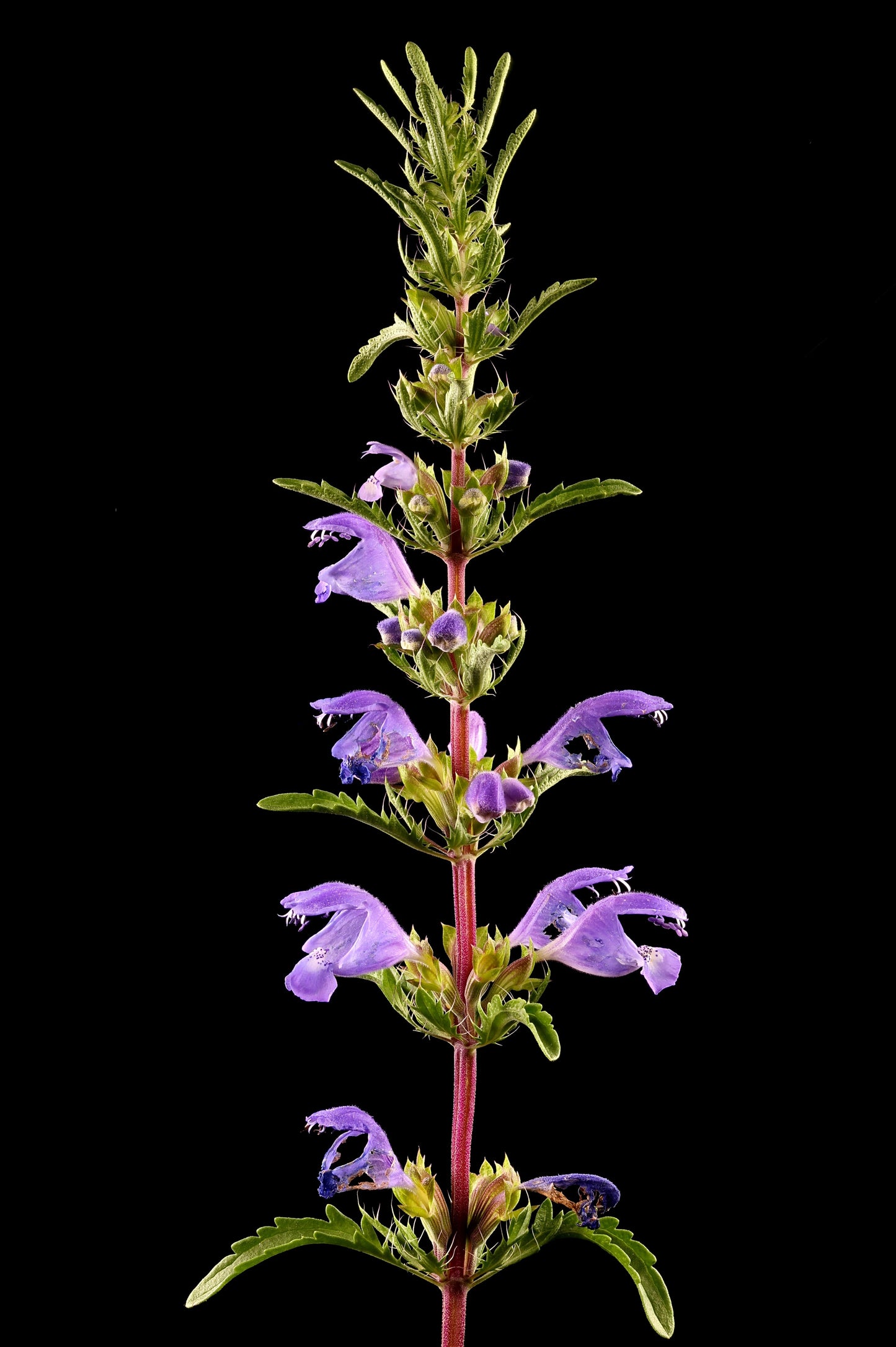 50 Purple False Dragon Head (Obedient Plant; Dracocephalum Moldavica) Seeds