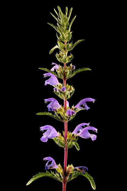 50 Purple False Dragon Head (Obedient Plant; Dracocephalum Moldavica) Seeds