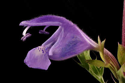 50 Purple False Dragon Head (Obedient Plant; Dracocephalum Moldavica) Seeds
