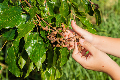 25 JAPANESE RAISIN TREE Edible Fruit Oriental Honey Flowers Hovenia Dulcis Seeds