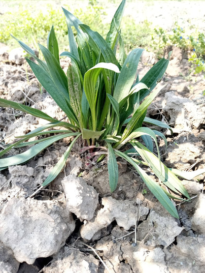 1000 Psyllium (Plantago Ovata) Seeds
