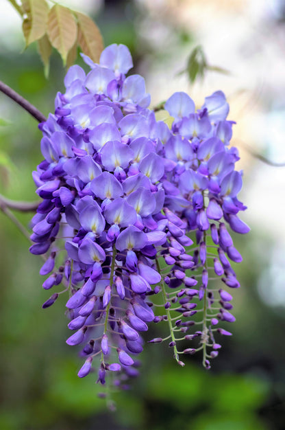 5 BLUE CHINESE WISTERIA Sinensis Ornamental Vine Climber Blue Violet Purple Flower Seeds