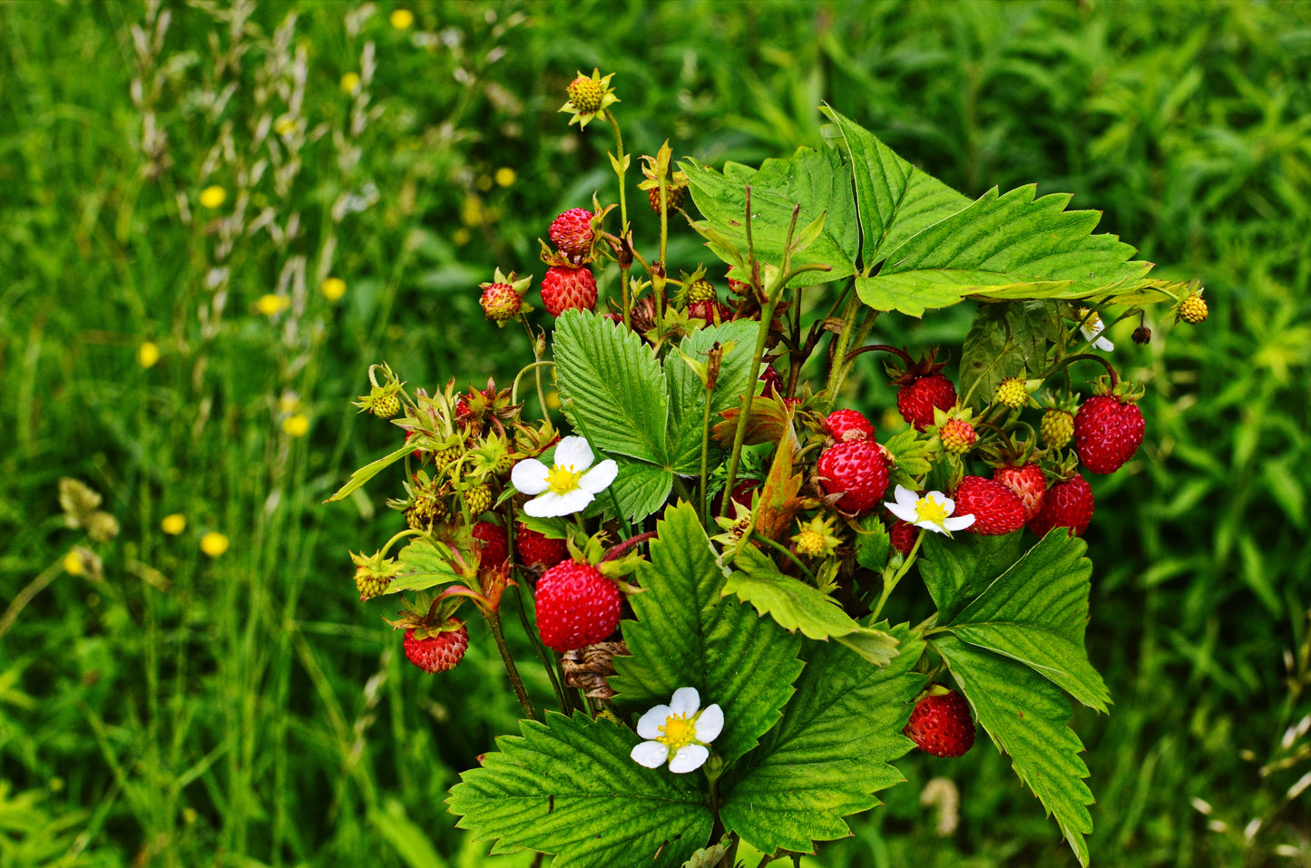 100 Alpine Strawberry (Fragaria Vesca) Seeds