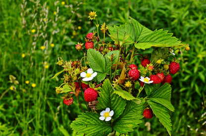 100 Alpine Strawberry (Fragaria Vesca) Seeds