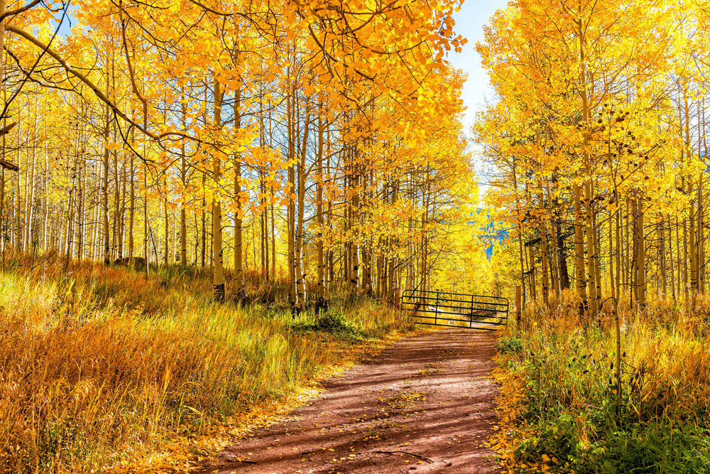 50 Golden Quaking Aspen (Populus Tremuloides) Seeds