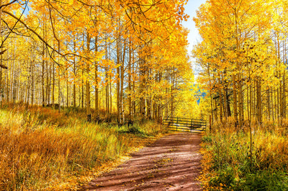 50 Golden Quaking Aspen (Populus Tremuloides) Seeds