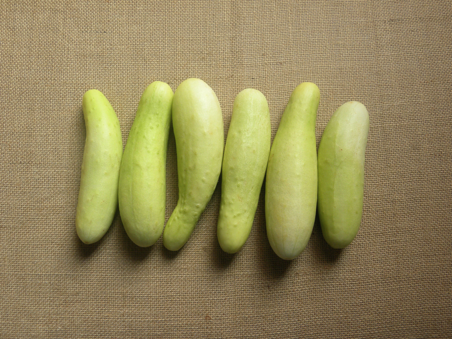 50 White Wonder Cucmber (Cucumis Sativus) Seeds