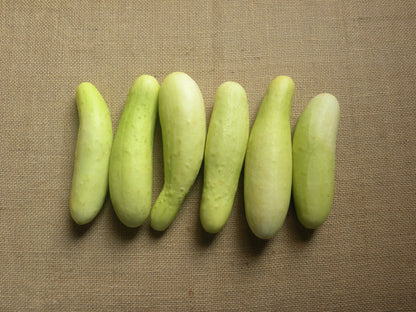 50 White Wonder Cucmber (Cucumis Sativus) Seeds